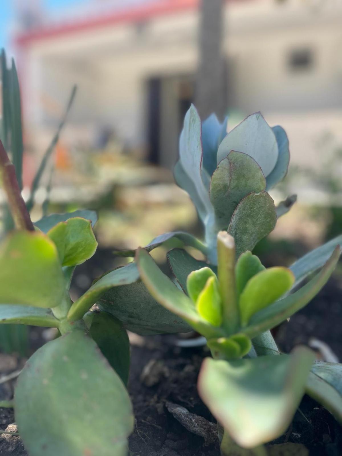 Dimora Toma Appartement Vieste Buitenkant foto